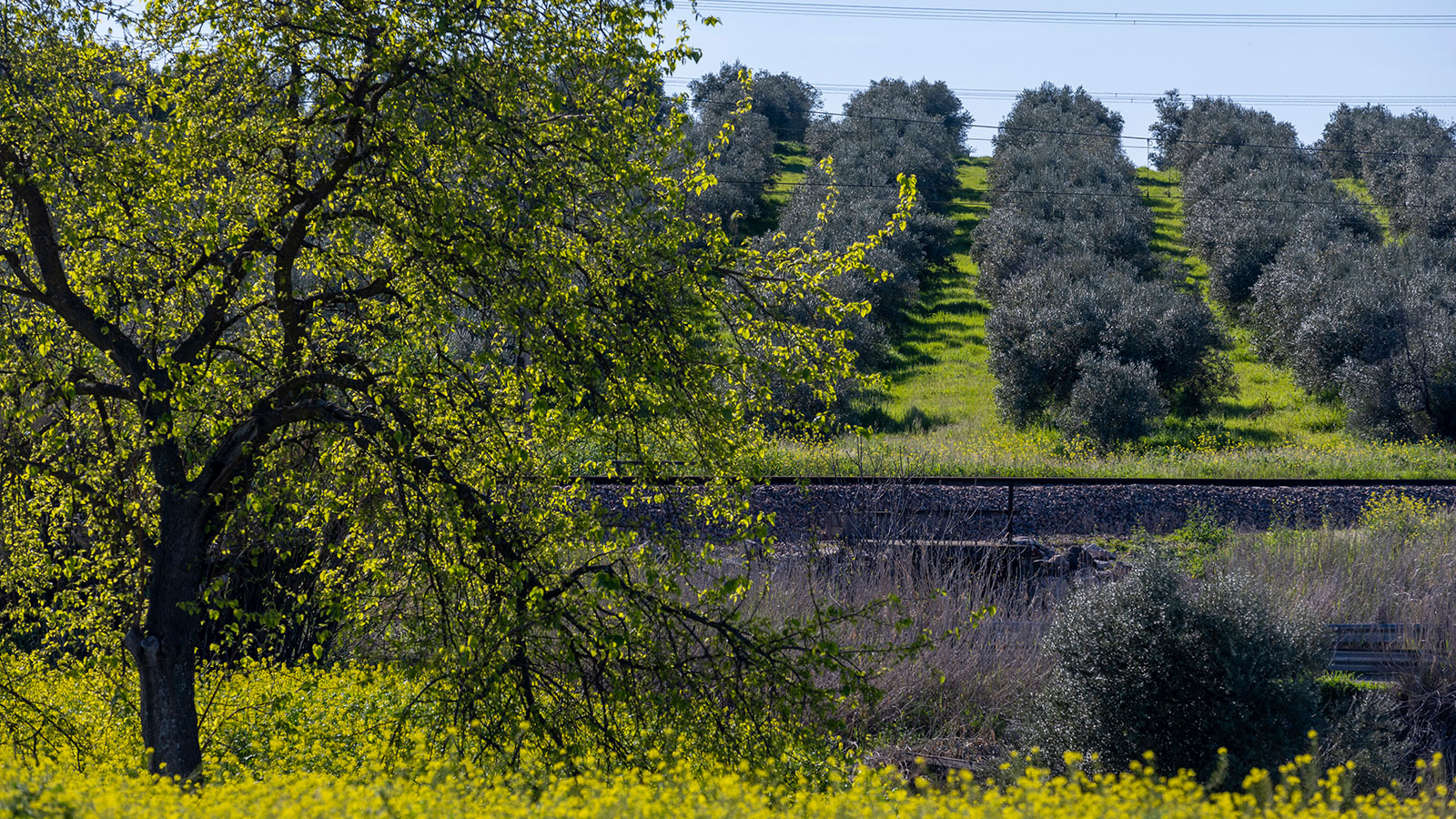 Ferrocarril