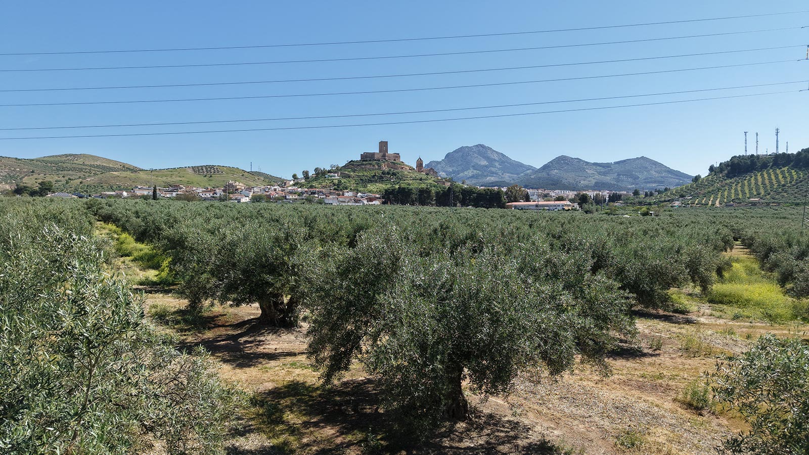 Variedad Carrasqueño