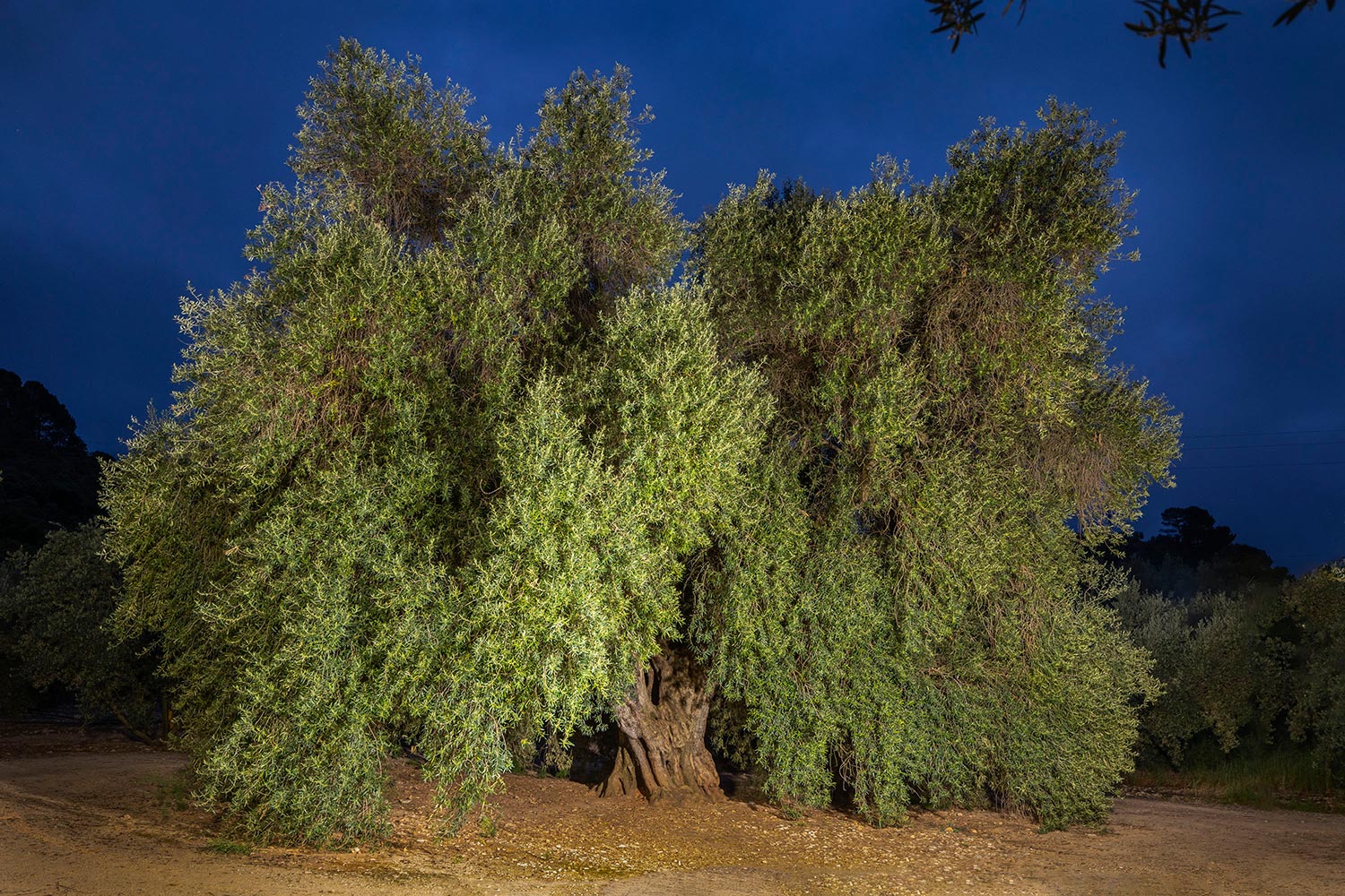 Olivo Milenario de Fuentebuena