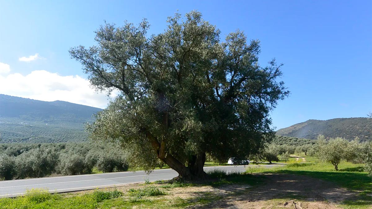 Era de la Zarza